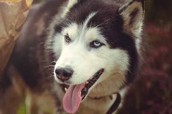 dog husky with different eyes