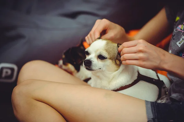 Hund laver øre massage - Stock-foto