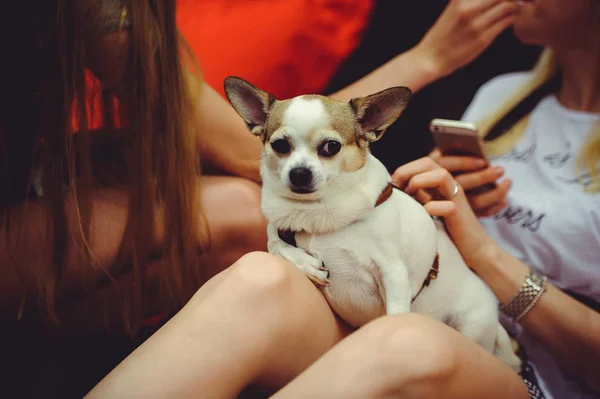 Hunden ligger i knät på älskarinna — Stockfoto