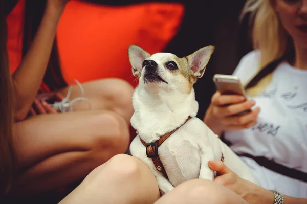 Trotse hond ligt op zijn knieën op de gastvrouw — Stockfoto