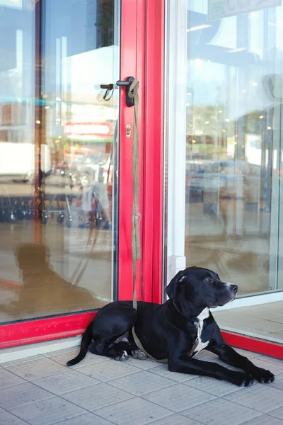 Δεμένο σκυλί στο σούπερ μάρκετ — Φωτογραφία Αρχείου