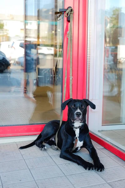 Süpermarkette gergin köpek