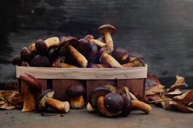 toplanan orman mantar sonbahar, sıcak sonbahar fotoğraf