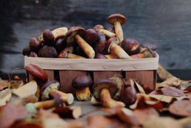 toplanan orman mantar sonbahar, sıcak sonbahar fotoğraf