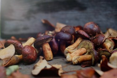 toplanan orman mantar sonbahar, sıcak sonbahar fotoğraf