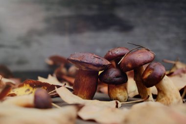 toplanan orman mantar sonbahar, sıcak sonbahar fotoğraf
