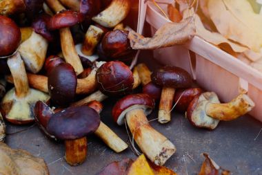 toplanan orman mantar sonbahar, sıcak sonbahar fotoğraf