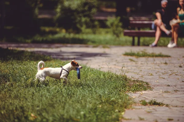 Dog on a walk playing with a toy in the park — Stock Photo, Image