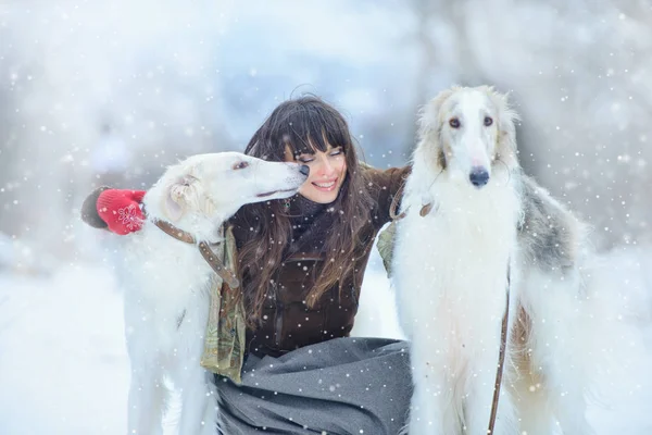 Passeio de Natal. Mulher surpreendida bonita em roupas de inverno com cães de galgo fundo de inverno gracioso com neve, emoções. retrato de uma mulher. Ano Novo — Fotografia de Stock