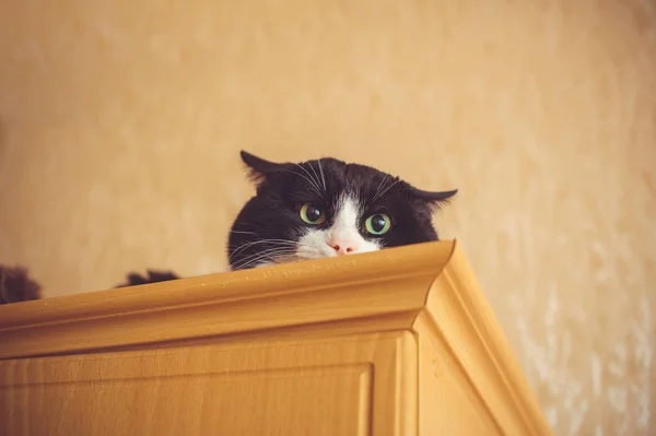 Zöld szemek cat. Macska zár ki bujkál a tér a reklám, művészi fénykép játékos cica néző nézte Szekrény — Stock Fotó
