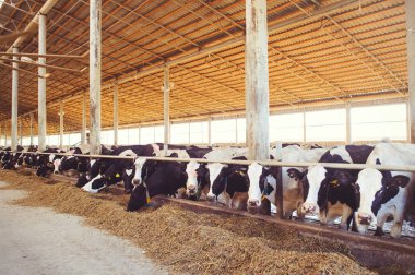 inek çiftliği kavramı tarım, tarım ve Hayvancılık - bir süt çiftlikte ahırda saman kullanan inek sürüsü