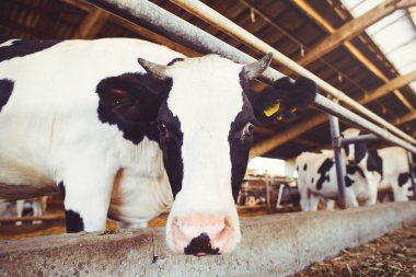 cow farm concept of agriculture, agriculture and livestock - a herd of cows who use hay in a barn on a dairy farm clipart