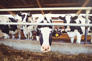 cow farm concept of agriculture, agriculture and livestock - a herd of cows who use hay in a barn on a dairy farm clipart