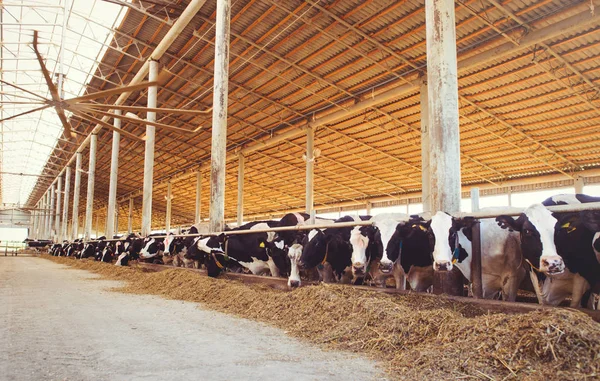 Концепция коровьего хозяйства в сельском хозяйстве, сельском хозяйстве и животноводстве - стадо коров, использующих сено в сарае на молочной ферме — стоковое фото