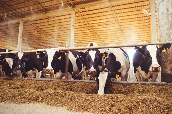 农业、农业和牲畜的奶牛场概念--奶牛场上的谷仓里用干草的牛群 — 图库照片