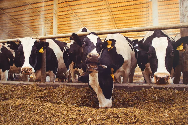 Concepto de granja de vacas de agricultura, agricultura y ganadería - un rebaño de vacas que utilizan heno en un granero en una granja lechera —  Fotos de Stock