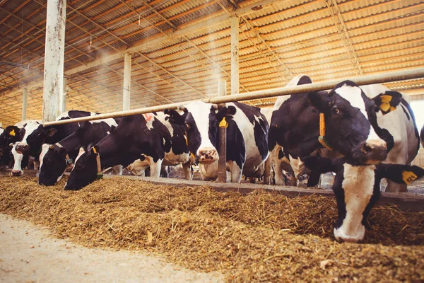 Concepto de granja de vacas de agricultura, agricultura y ganadería - un rebaño de vacas que utilizan heno en un granero en una granja lechera —  Fotos de Stock