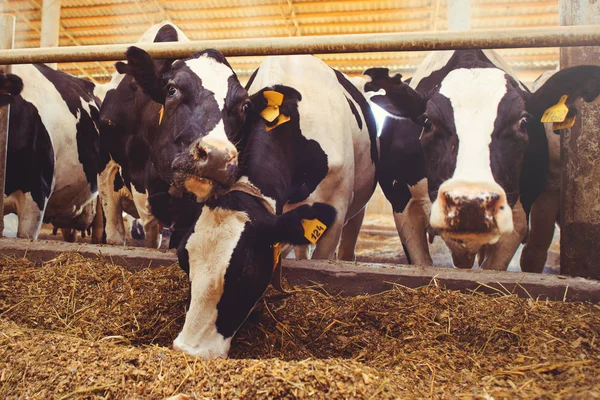 Concepto de granja de vacas de agricultura, agricultura y ganadería - un rebaño de vacas que utilizan heno en un granero en una granja lechera —  Fotos de Stock