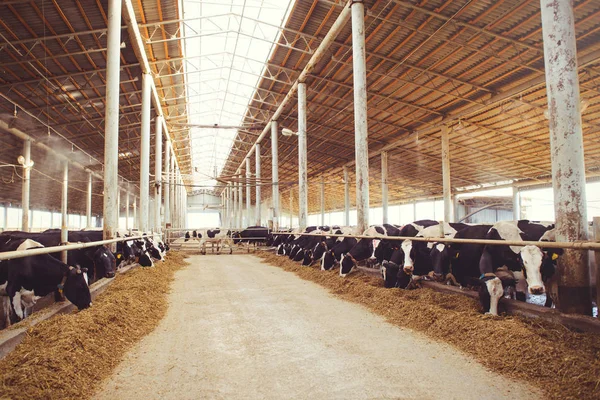 Concetto di allevamento bovino di agricoltura, agricoltura e bestiame - un branco di vacche che usano il fieno in un fienile in un allevamento lattiero-caseario — Foto Stock