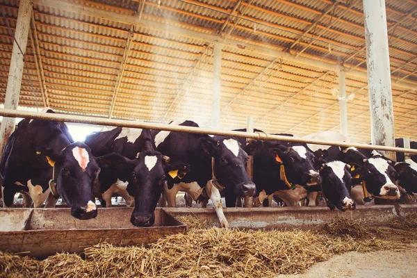 Cow farm fogalmát, a mezőgazdaság, a mezőgazdaság és az állattenyésztés - egy marhacsorda használó széna egy pajtában egy tejüzem — Stock Fotó