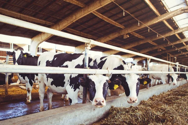 Conceito de exploração de vacas da agricultura, agricultura e pecuária - um rebanho de vacas que usam feno em um celeiro em uma fazenda de laticínios — Fotografia de Stock