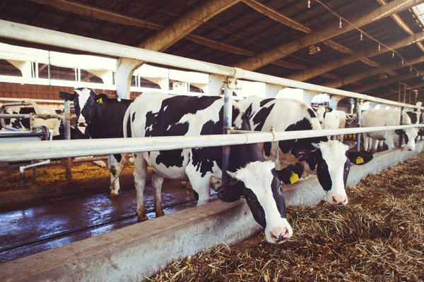 Conceito de exploração de vacas da agricultura, agricultura e pecuária - um rebanho de vacas que usam feno em um celeiro em uma fazenda de laticínios — Fotografia de Stock