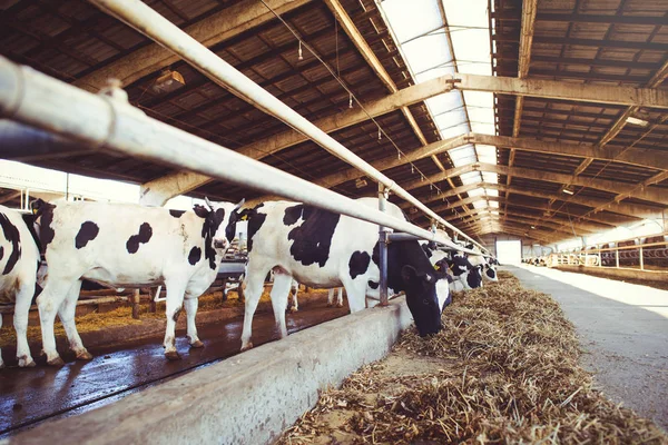 Conceito de exploração de vacas da agricultura, agricultura e pecuária - um rebanho de vacas que usam feno em um celeiro em uma fazenda de laticínios — Fotografia de Stock