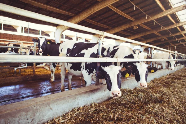 Conceito de exploração de vacas da agricultura, agricultura e pecuária - um rebanho de vacas que usam feno em um celeiro em uma fazenda de laticínios — Fotografia de Stock