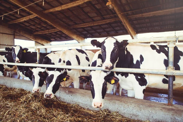 Cow farm begreppet jordbruk, jordbruk och boskap - en flock kor som använder hö i en lada på en mjölkgård — Stockfoto