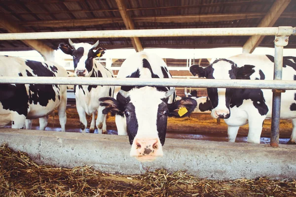 Conceito de exploração de vacas da agricultura, agricultura e pecuária - um rebanho de vacas que usam feno em um celeiro em uma fazenda de laticínios — Fotografia de Stock