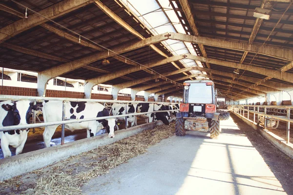 Концепція коров'ячої ферми сільського господарства, сільського господарства та худоби - стадо корів, які використовують сіно в сараї на молочній фермі, техніка несе їжу — стокове фото