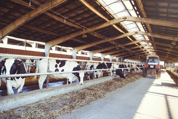 Concetto di allevamento bovino di agricoltura, agricoltura e bestiame - un branco di vacche che usano il fieno in un fienile in un allevamento lattiero-caseario — Foto Stock