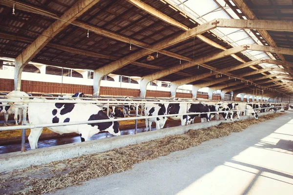 Conceito de exploração de vacas da agricultura, agricultura e pecuária - um rebanho de vacas que usam feno em um celeiro em uma fazenda de laticínios — Fotografia de Stock