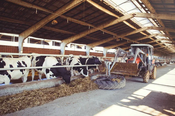 Conceito de fazenda de vacas da agricultura, agricultura e pecuária - um rebanho de vacas que usam feno em um celeiro em uma fazenda de laticínios, a técnica transporta alimentos. — Fotografia de Stock