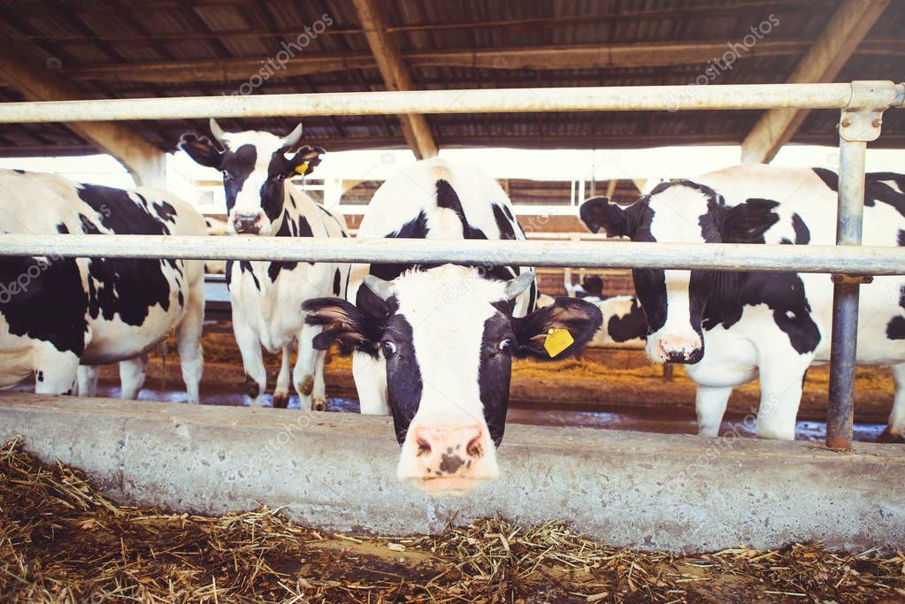 cow farm concept of agriculture, agriculture and livestock - a herd of cows who use hay in a barn on a dairy farm