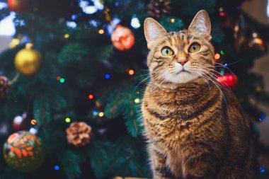 Evde oturan komik bir kedi yeni yıl süsleriyle güzel bir Noel arkaplanı süslemeli bir Noel ağacı. Noel kartı ve Noel kartı