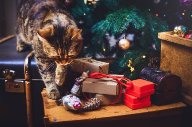 kedi evde güzel Noel arka plan yeni yıl daccor, hediyeler, kupa ve ahşap arka plan eski kutuları ile yürür. Bir Noel ile yılbaşı kartı