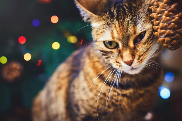 Vicces macska otthon otthon játszott kúp gyönyörű karácsonyi háttér-val új év daccor, karácsonyfa dekoráció. Karácsonyi kártya-val egy karácsonyi — Stock Fotó