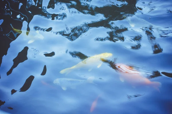 恋鯉魚日本水泳美しいカラー バリエーション背景画像、池に浮かぶ自然の有機、金魚 — ストック写真