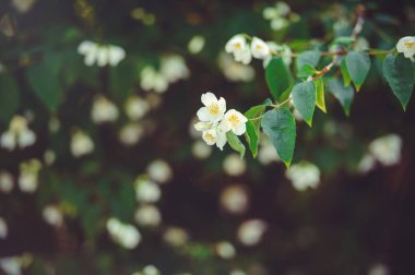 bir çalı, karanlık bir arka plan üzerinde hassas Yasemin çiçek bahar