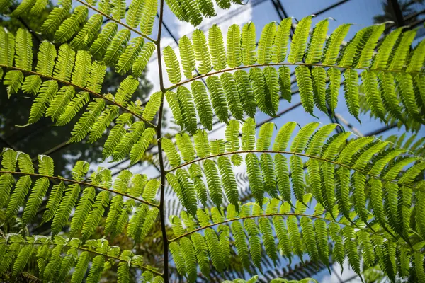 Close-up de folhas de samambaia em um jardim botânico — Fotografia de Stock