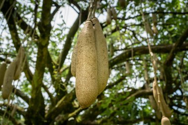 Ağaçta asılı sosis ağaç (Kigelia africana) meyve