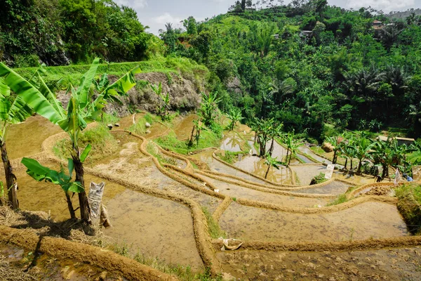 印度尼西亚 东南亚的瀑布和稻田梯田 — 图库照片