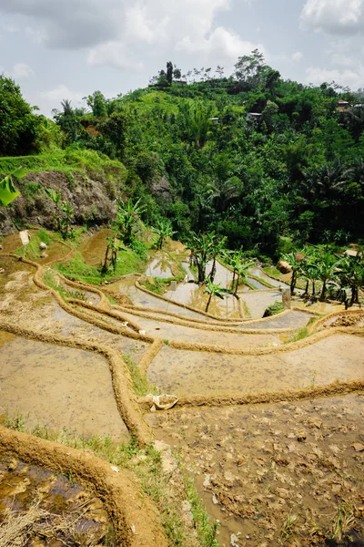 印度尼西亚 东南亚的瀑布和稻田梯田 — 图库照片