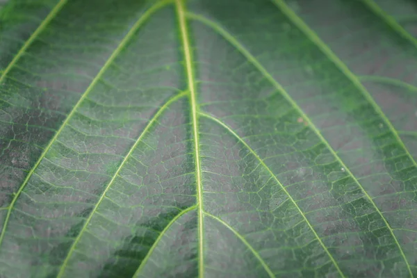 Textura Hoja Exótica Verde Primer Plano Para Uso Diseño —  Fotos de Stock