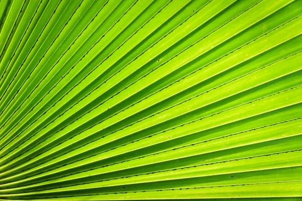 Zöld Egzotikus Levél Textúra Közelről Design Használatra — Stock Fotó