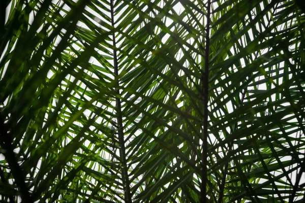 Тропічна Рослина Тінь Папороті Блакитне Небо Абстрактне Фонове Використання — стокове фото