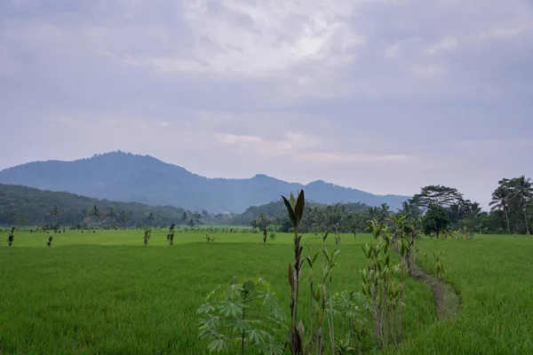 Obszarów Wiejskich Pól Ryżowych Indonezja Azja Południowo Wschodnia — Zdjęcie stockowe