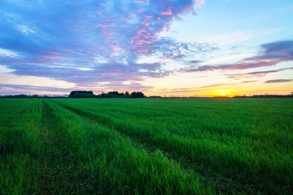 Venkovské Krajiny Farma Pole Při Západu Slunce Jaře — Stock fotografie