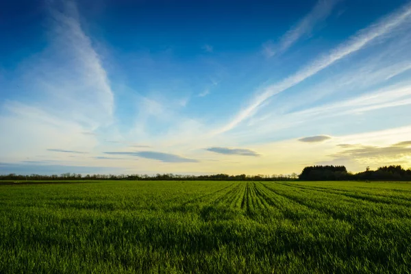 Venkovské Krajiny Farma Pole Při Západu Slunce Jaře — Stock fotografie